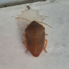 Coleotichus excellens