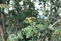 Karpatiosorbus tauricola