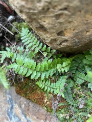 Asplenium vespertinum