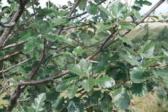 Karpatiosorbus tauricola