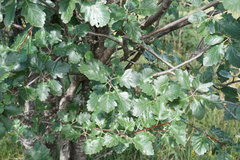 Karpatiosorbus tauricola