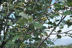 Karpatiosorbus tauricola