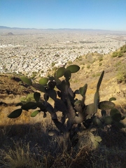 Opuntia ficus-indica