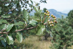 Karpatiosorbus tauricola