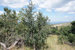 Karpatiosorbus tauricola