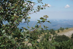 Karpatiosorbus tauricola