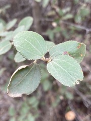 Ceanothus tomentosus olivaceus