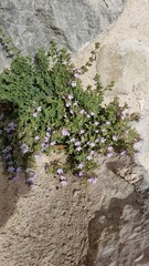 Chaenorhinum