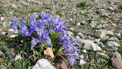 Iris planifolia