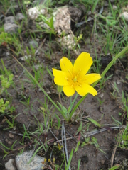 Calochortus venustulus