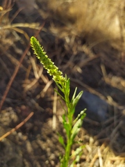 Reseda luteola