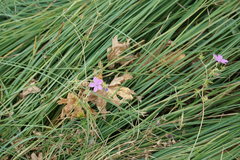 Geranium asphodeloides
