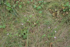 Geranium asphodeloides