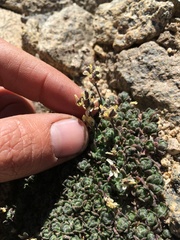Draba lemmonii