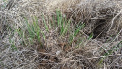 Brodiaea filifolia