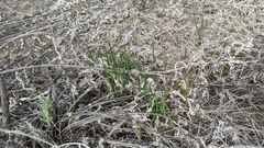 Brodiaea filifolia