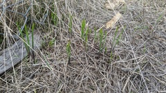 Brodiaea filifolia