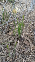 Brodiaea filifolia