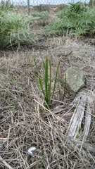 Brodiaea filifolia