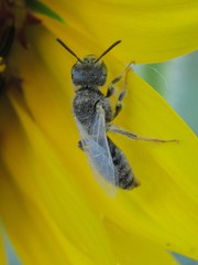 Perdita albipennis