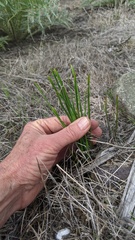 Brodiaea filifolia