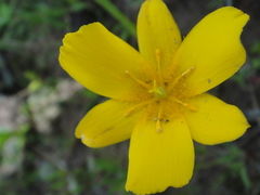 Calochortus venustulus