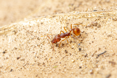 Acanthognathus ocellatus