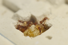 Acanthognathus ocellatus