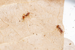 Acanthognathus ocellatus