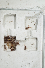 Acanthognathus ocellatus