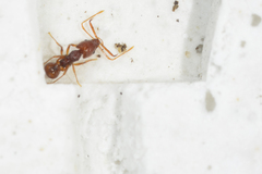 Acanthognathus ocellatus