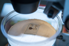 Acanthognathus ocellatus