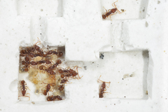 Acanthognathus ocellatus