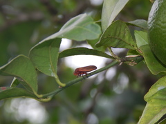 Mahanarva