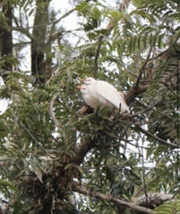 Bubulcus ibis