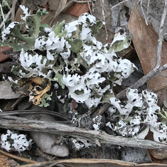 Cladonia prostrata
