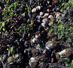 Semibalanus cariosus