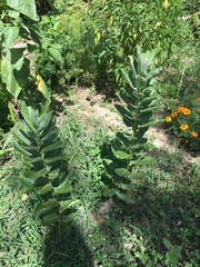 Asclepias syriaca