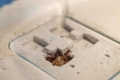 Acanthognathus ocellatus