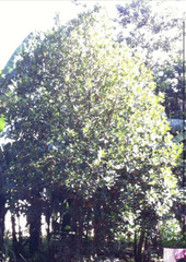Artocarpus heterophyllus