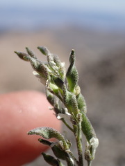 Draba breweri