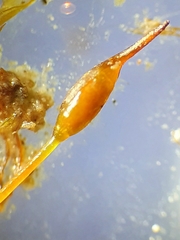 Tortula lindbergii
