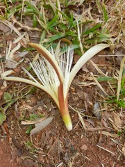 Pochota fendleri