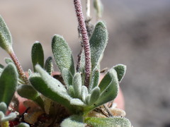 Draba breweri