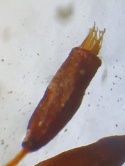 Tortula lindbergii