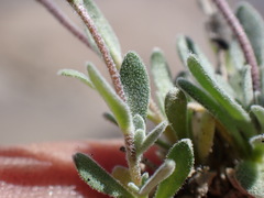 Draba breweri