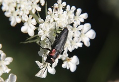 Romanophora verecunda