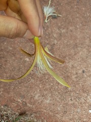 Pochota fendleri