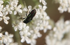 Bilyaxia concinna