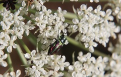 Bilyaxia concinna